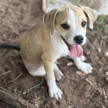 Rescue Mixed Breed Dogs for Adoption in Paramus, New Jersey - Donuts | PetCurious