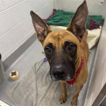 Rescue Mixed Breed Dogs for Adoption in Hilliard, Ohio - Duty | PetCurious