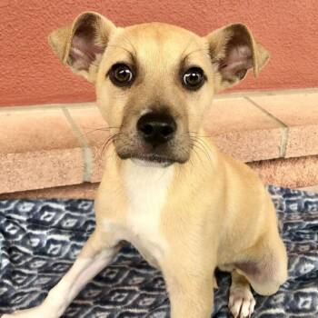 Terrier Dogs Available for Adoption in San Antonio, Texas - Simon | PetCurious