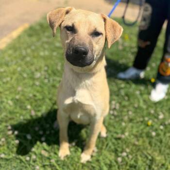 Mixed Breed Dogs Available for Adoption in Corinth, Mississippi - Chong | PetCurious