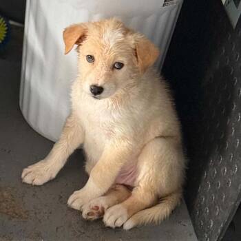 CT Cameron avail Jun 13 (Four Town Craft Fair- Somers, CT) -  Labrador Retriever and Husky Dog for Adoption in Eastford, Connecticut - CT Cameron Avail Jun 13 (Four Town Craft Fair- Somers, CT) | PetCurious