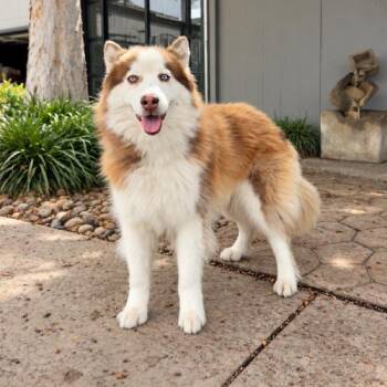 Bella -  Husky Dog for Adoption in Lathrop, California - Bella | PetCurious