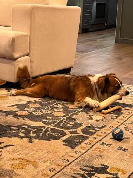 Champ -  Corgi and Australian Shepherd Dog for Adoption in Millcreek, Utah - Champ | PetCurious
