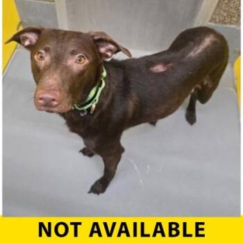 Kenai -  Pit Bull Terrier and Labrador Retriever Dog for Adoption in Eugene, Oregon - Kenai | PetCurious