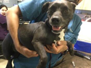 JOEI -  Chihuahua and Mixed Breed Dog for Adoption in Riverside, California - JOEI | PetCurious