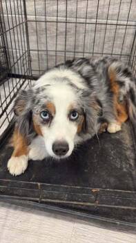 Caliban -  Australian Shepherd Dog for Adoption in Troy, Virginia - Caliban | PetCurious