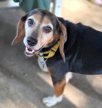 Thelma -  Beagle Dog for Adoption in Tomball, Texas - Thelma | PetCurious