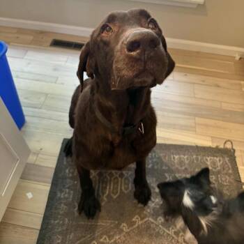 Rescue Chocolate Labrador Retriever Dogs for Adoption in Olathe, Kansas - THE Duke | PetCurious