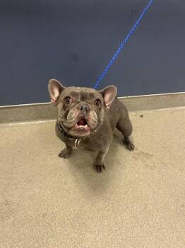 LILO -  French Bulldog Dog for Adoption in Doral, Florida - LILO | PetCurious