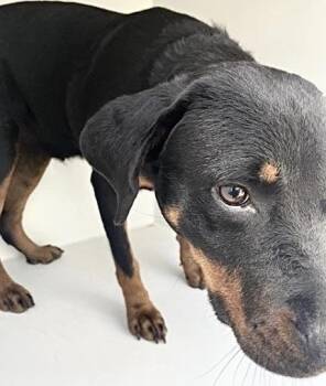 A658554 -  Rottweiler Dog for Adoption in Houston, Texas - A658554 | PetCurious