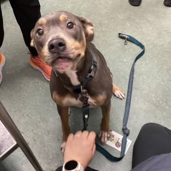Kenny -  Terrier Dog for Adoption in Tampa, Florida - Kenny | PetCurious