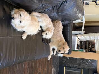 Nathan -  Miniature Poodle and Terrier Dog for Adoption in Corona, California - Nathan | PetCurious