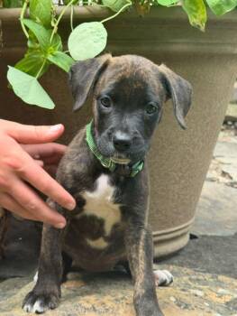 Flick -  Boxer and Mixed Breed Dog for Adoption in Plain City, Ohio - Flick | PetCurious