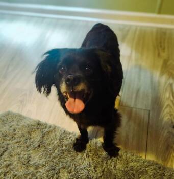 Rescue Cavalier King Charles Spaniel and Mixed Breed Dogs for Adoption in Macon, Georgia - Remy | PetCurious