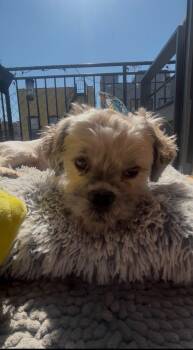 Shih Tzu Dogs Available for Adoption - Chia  | PetCurious