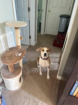 Haven -  American Staffordshire Terrier and Labrador Retriever Dog for Adoption in Holly Springs, North Carolina - Haven | PetCurious