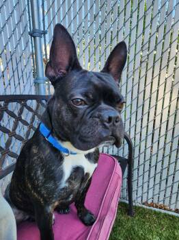 Boston Terrier and French Bulldog Dogs Available for Adoption in Kingston, Massachusetts - Tubs | PetCurious