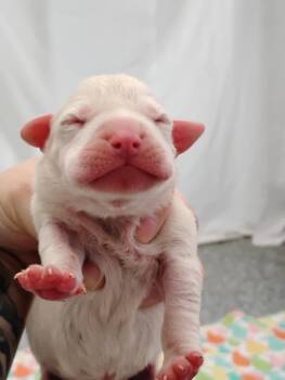 Mixed Breed Dogs Available for Adoption - Spike | PetCurious