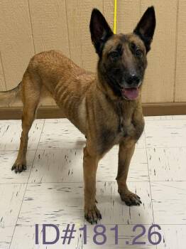 Belgian Shepherd Malinois Dogs Available for Adoption - #181.26 | PetCurious
