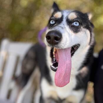 Miss Cleo -  Husky Dog for Adoption in York, Pennsylvania - Miss Cleo | PetCurious