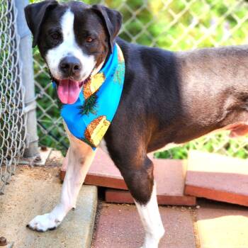 Rescue Pit Bull Terrier Dogs for Adoption in Galveston, Texas - Dickens | PetCurious