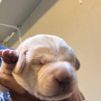 Terrier Dogs Available for Adoption in Dallas, Texas - Vermicelli | PetCurious