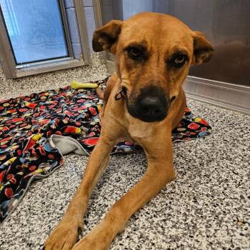Dakota -  Mixed Breed Dog for Adoption in Madisonville, Tennessee - Dakota | PetCurious