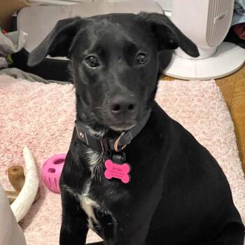 Black Labrador Retriever Dogs Available for Adoption - Josie | PetCurious