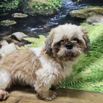 Spike -  Shih Tzu Dog for Adoption in Normal, Illinois - Spike | PetCurious