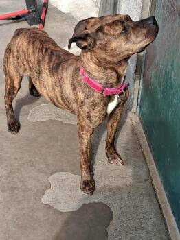 Rescue Mixed Breed Dogs for Adoption in Berryville, Virginia - Flower | PetCurious