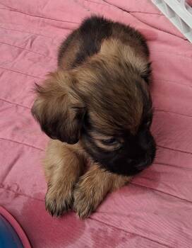 Baby Billy Boy -  Dachshund Dog for Adoption in Cuyahoga Falls, Ohio - Baby Billy Boy | PetCurious