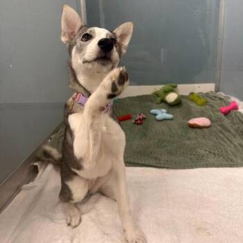 Bella -  Husky Dog for Adoption - Bella | PetCurious