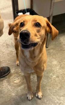 Daisy -  Labrador Retriever and Mixed Breed Dog for Adoption in Bowling Green, Kentucky - Daisy | PetCurious