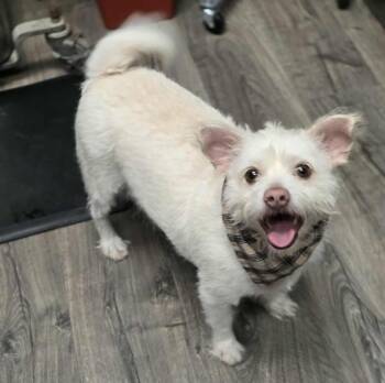 Chihuahua and Terrier Dogs Available for Adoption - Bacon | PetCurious
