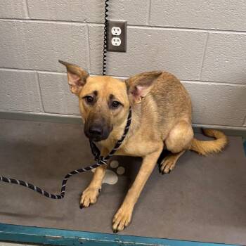 Leaf -  Shepherd and Mixed Breed Dog for Adoption in Galax, Virginia - Leaf | PetCurious