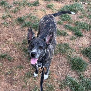 Koda -  Husky and Mixed Breed Dog for Adoption in Lynchburg, Virginia - Koda | PetCurious