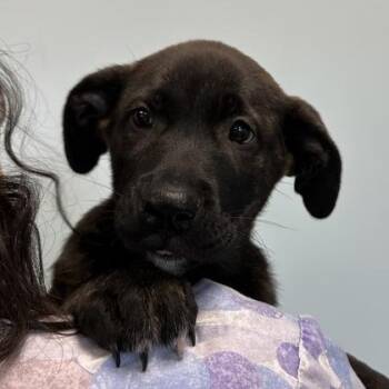 Mixed Breed Dogs Available for Adoption - Uno | PetCurious