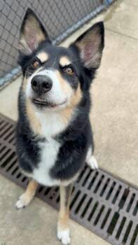 Major -  Husky Dog for Adoption in Chicago, Illinois - Major | PetCurious