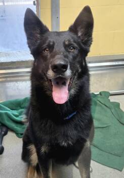 Simon -  German Shepherd Dog Dog for Adoption in Bellingham, Washington - Simon | PetCurious