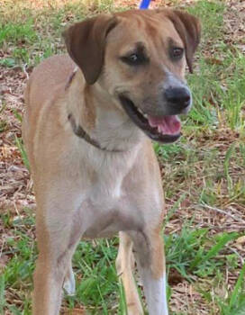 Rescue Labrador Retriever and Mixed Breed Dogs for Adoption in Nokomis, Florida - Marti | PetCurious
