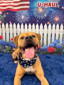 U-Haul -  Mixed Breed Dog for Adoption in Flint, Michigan - U-Haul | PetCurious