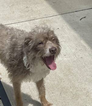 Mixed Breed Dogs Available for Adoption in Germantown, Ohio - Hazie | PetCurious