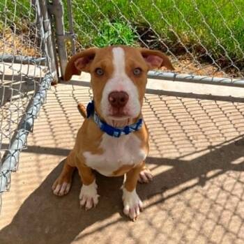 Benji -  Pit Bull Terrier and Boxer Dog Available for Adoption in Creston, Iowa - Benji | PetCurious