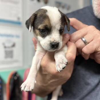 Mixed Breed Dogs Available for Adoption in Columbia, South Carolina - Panda Bear | PetCurious