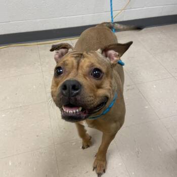 Mixed Breed Dogs Available for Adoption in Pittsburgh, Pennsylvania - Madame | PetCurious