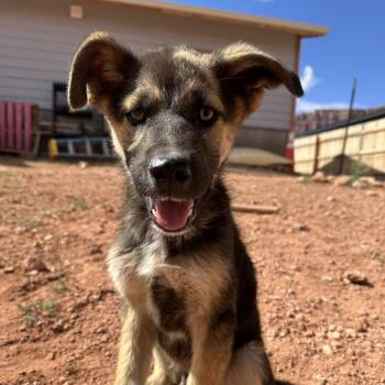 Mixed Breed Dogs Available for Adoption in Moab, Utah - Poocha | PetCurious