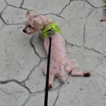 Bugishu -  Terrier Dog for Adoption in Wake Forest, North Carolina - Bugishu | PetCurious
