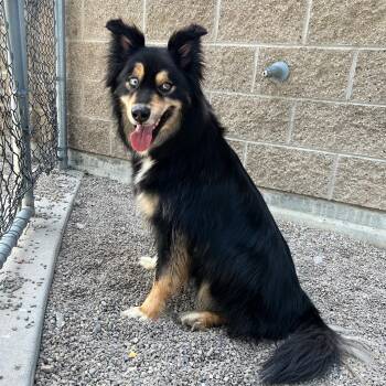 Hunter -  Border Collie and Husky Dog for Adoption in Lindon, Utah - Hunter | PetCurious