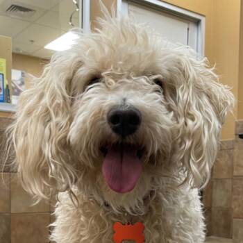 Winston 54386 -  Maltese Dog for Adoption in Las Vegas, Nevada - Winston 54386 | PetCurious