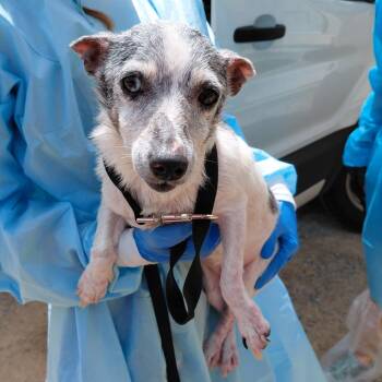Lila 6128 -  Jack Russell Terrier and Mixed Breed Dog for Adoption in Loxahatchee Groves, Florida - Lila 6128 | PetCurious